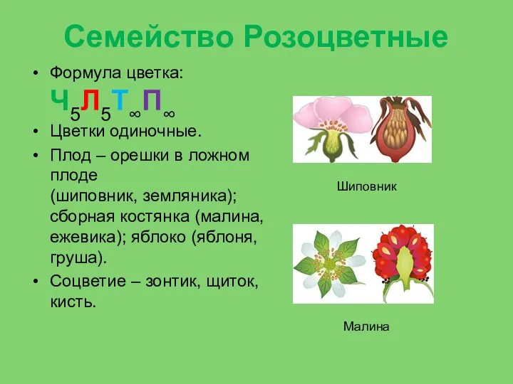 Семейство Розоцветные Формула цветка: Ч5Л5Т∞П∞ Цветки одиночные. Плод – орешки в ложном