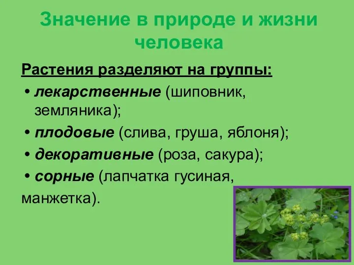 Значение в природе и жизни человека Растения разделяют на группы: лекарственные (шиповник,