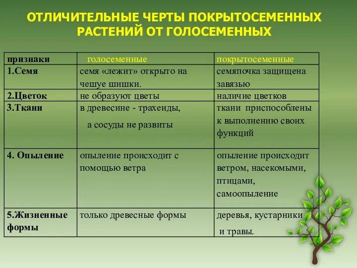 ОТЛИЧИТЕЛЬНЫЕ ЧЕРТЫ ПОКРЫТОСЕМЕННЫХ РАСТЕНИЙ ОТ ГОЛОСЕМЕННЫХ