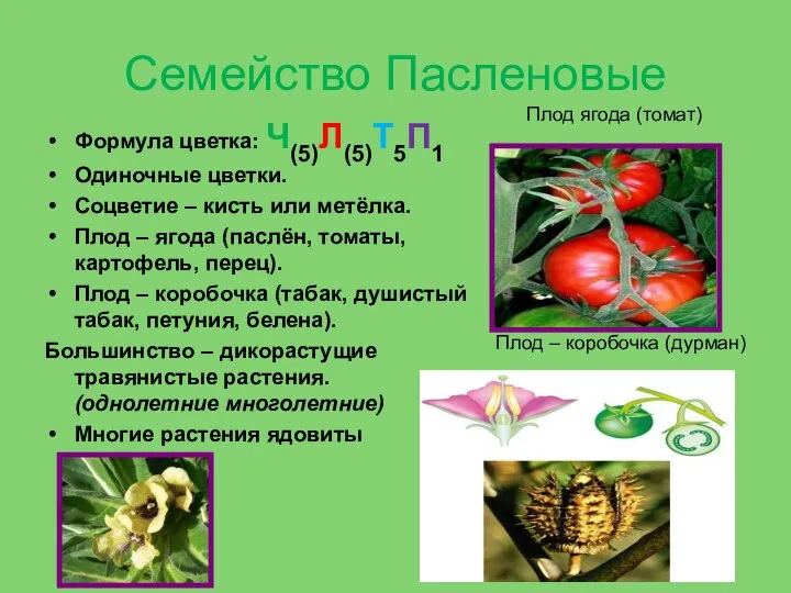 Семейство Пасленовые Формула цветка: Ч(5)Л(5)Т5П1 Одиночные цветки. Соцветие – кисть или метёлка.