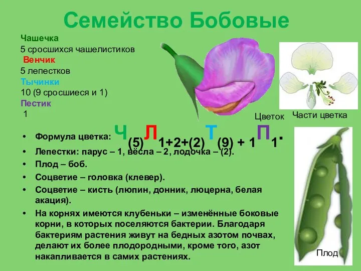 Семейство Бобовые Формула цветка: Ч(5)Л1+2+(2)Т(9) + 1П1. Лепестки: парус – 1, вёсла