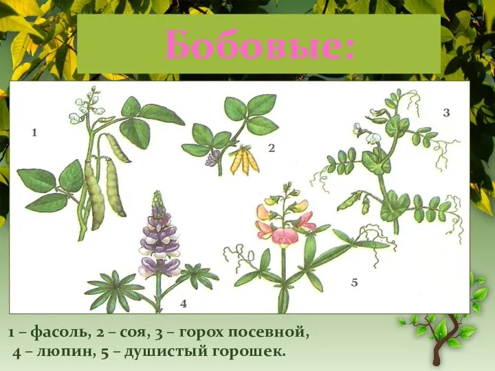 Бобовые: 1 – фасоль, 2 – соя, 3 – горох посевной, 4