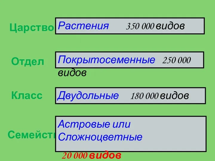 Царство Отдел Класс Семейство Растения 350 000 видов Покрытосеменные 250 000 видов