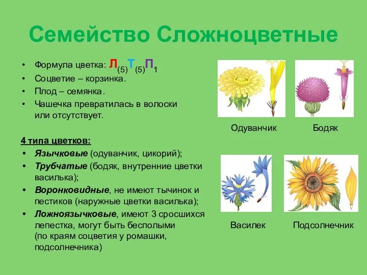 Семейство Сложноцветные Формула цветка: Л(5)Т(5)П1 Соцветие – корзинка. Плод – семянка. Чашечка
