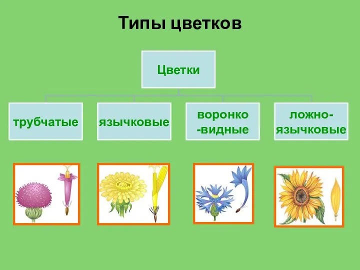 Типы цветков