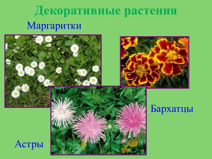 Декоративные растения Маргаритки Астры Бархатцы