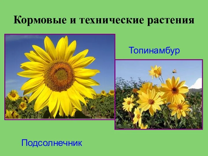 Кормовые и технические растения Топинамбур Подсолнечник