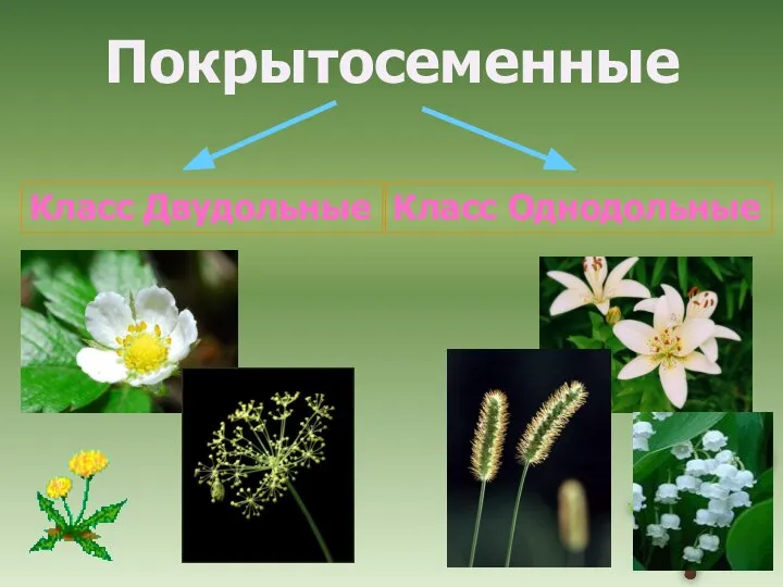 Класс Двудольные Класс Однодольные Покрытосеменные