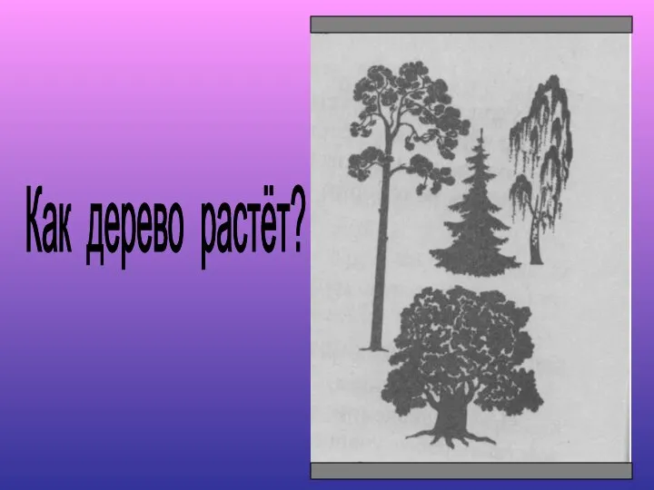 Как дерево растёт?