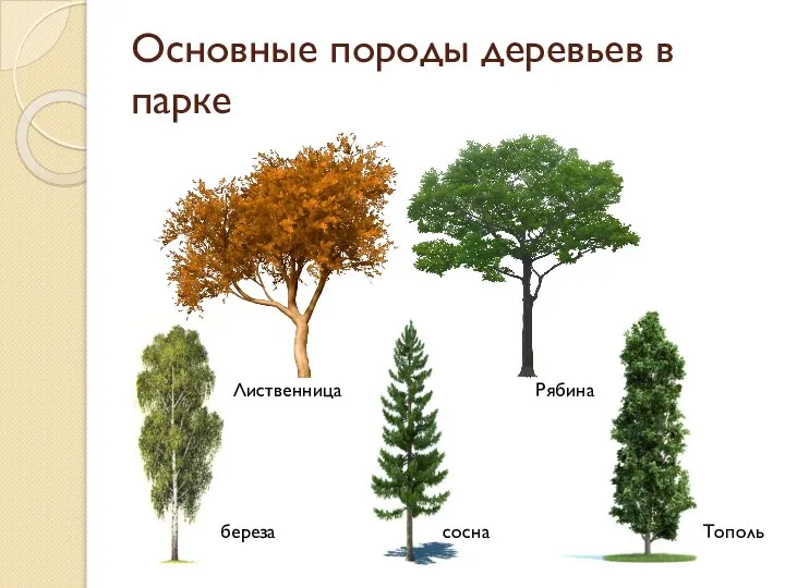 Основные породы деревьев в парке береза сосна Лиственница Тополь Рябина