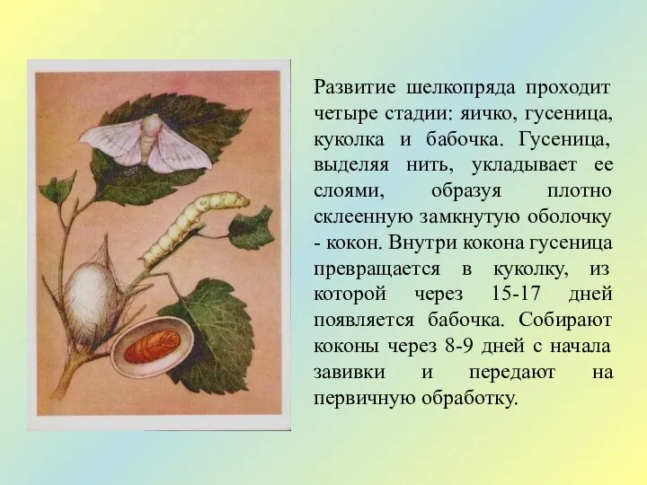 Развитие шелкопряда проходит четыре стадии: яичко, гусеница, куколка и бабочка. Гусеница, выделяя