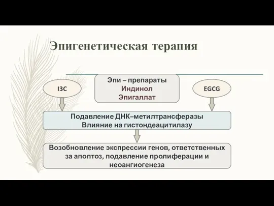 Эпигенетическая терапия Эпи – препараты Индинол Эпигаллат I3C EGCG Подавление ДНК–метилтрансферазы Влияние