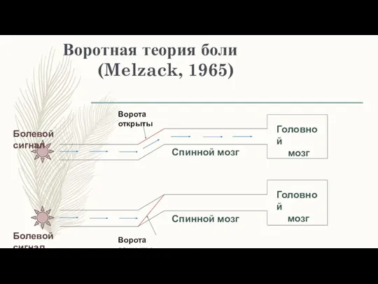 Воротная теория боли (Melzack, 1965) Головной мозг Головной мозг Болевой сигнал Болевой