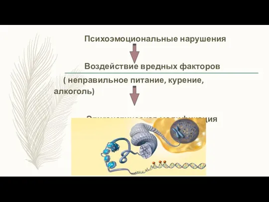 Психоэмоциональные нарушения Воздействие вредных факторов ( неправильное питание, курение, алкоголь) Эпигенетическая модификация