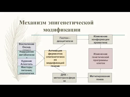 Механизм эпигенетической модификации Воспаление Оксид. стресс Нарушение метаболизма Курение Алкоголь Факторы питания,