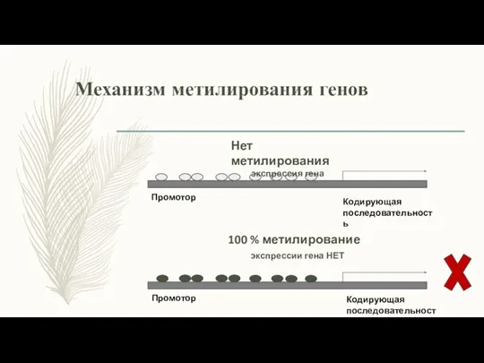 Механизм метилирования генов Нет метилирования экспрессия гена 100 % метилирование экспрессии гена