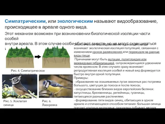 Симпатрическим, или экологическим называют видообразование, происходящее в ареале одного вида. Этот механизм