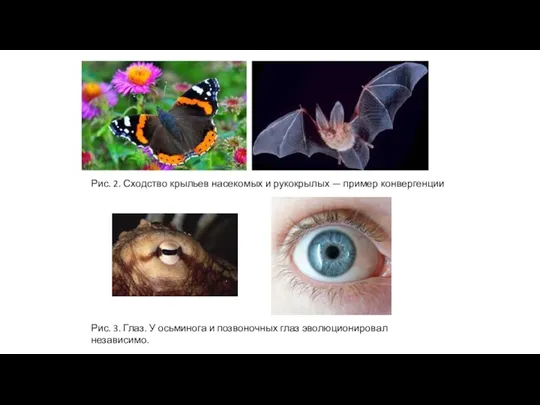 Рис. 2. Сходство крыльев насекомых и рукокрылых — пример конвергенции Рис. 3.