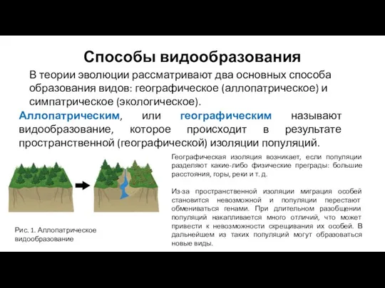 Способы видообразования В теории эволюции рассматривают два основных способа образования видов: географическое