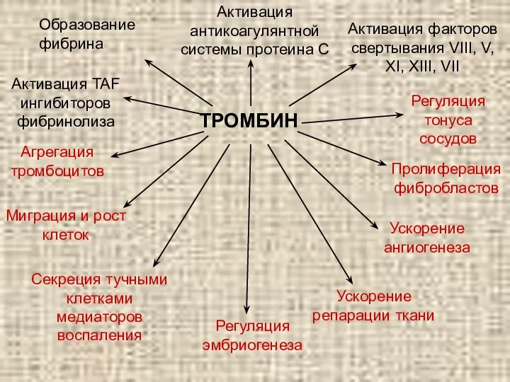 ТРОМБИН