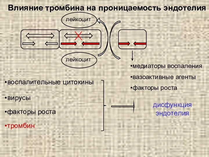 Влияние тромбина на проницаемость эндотелия тромбин дисфункция эндотелия медиаторы воспаления вазоактивные агенты факторы роста