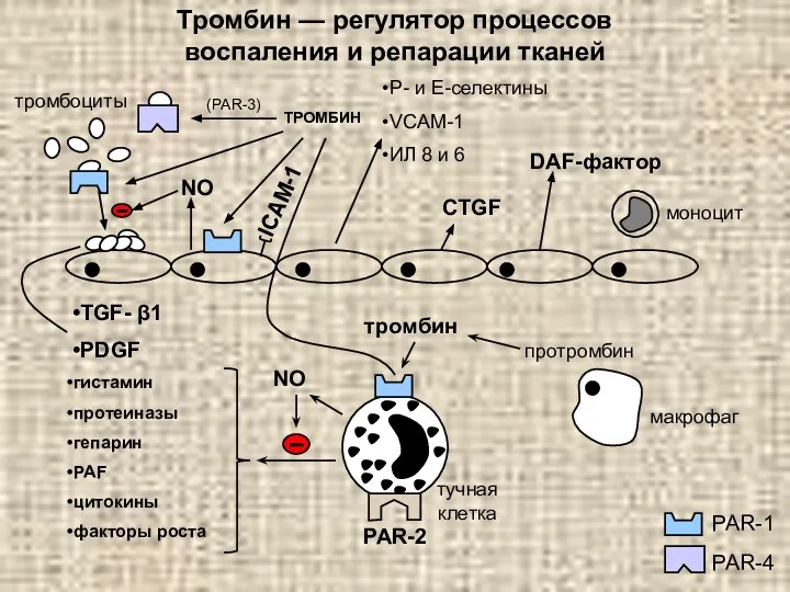 Тромбин — регулятор процессов воспаления и репарации тканей ТРОМБИН тучная клетка макрофаг