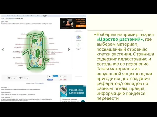 Выберем например раздел «Царство растений», где выберем материал, посвященный строению клетки растения.