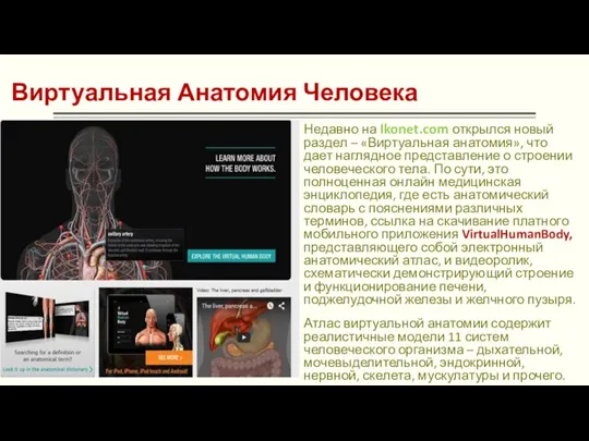 Виртуальная Анатомия Человека Недавно на Ikonet.com открылся новый раздел – «Виртуальная анатомия»,