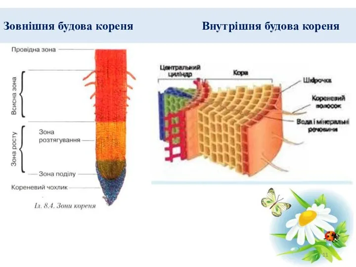 Зовнішня будова кореня Внутрішня будова кореня