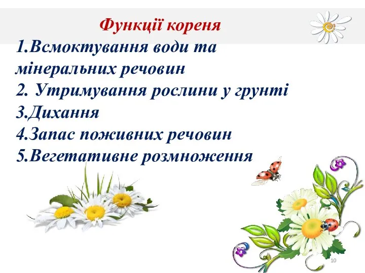 Функції кореня 1.Всмоктування води та мінеральних речовин 2. Утримування рослини у грунті