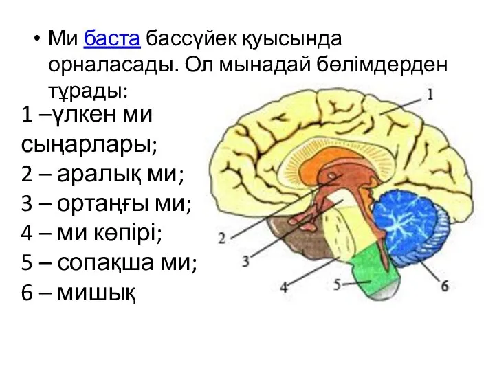 Ми баста бассүйек қуысында орналасады. Ол мынадай бөлімдерден тұрады: 1 –үлкен ми