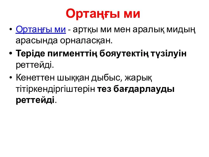 Ортаңғы ми Ортаңғы ми - артқы ми мен аралық мидың арасында орналасқан.