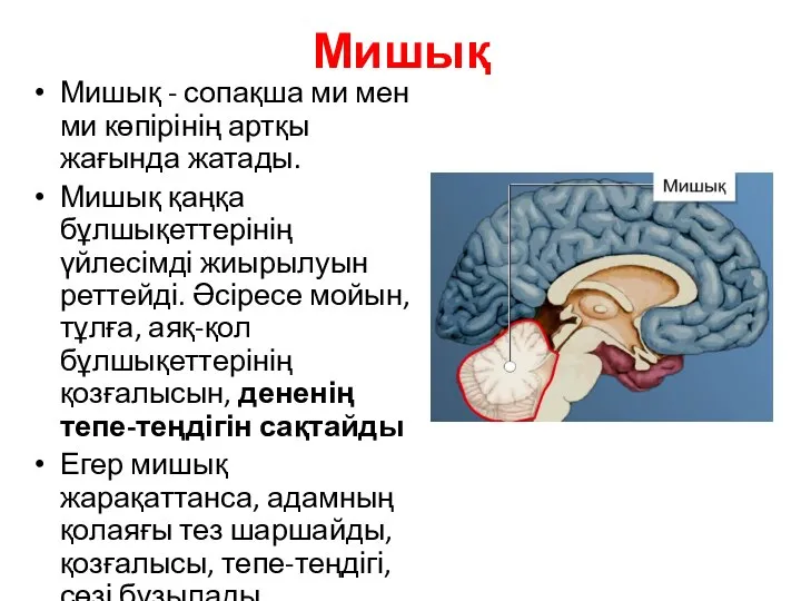 Мишық Мишық - сопақша ми мен ми көпірінің артқы жағында жатады. Мишық