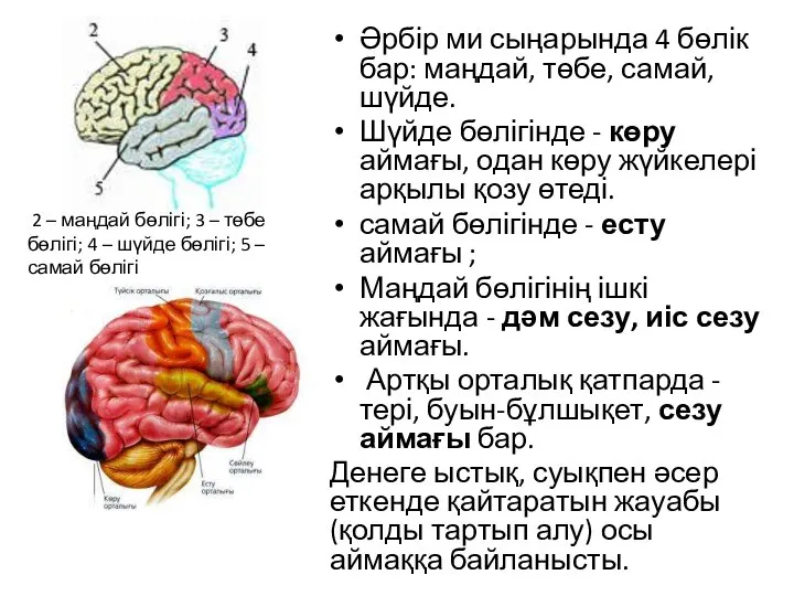 Әрбір ми сыңарында 4 бөлік бар: маңдай, төбе, самай, шүйде. Шүйде бөлігінде