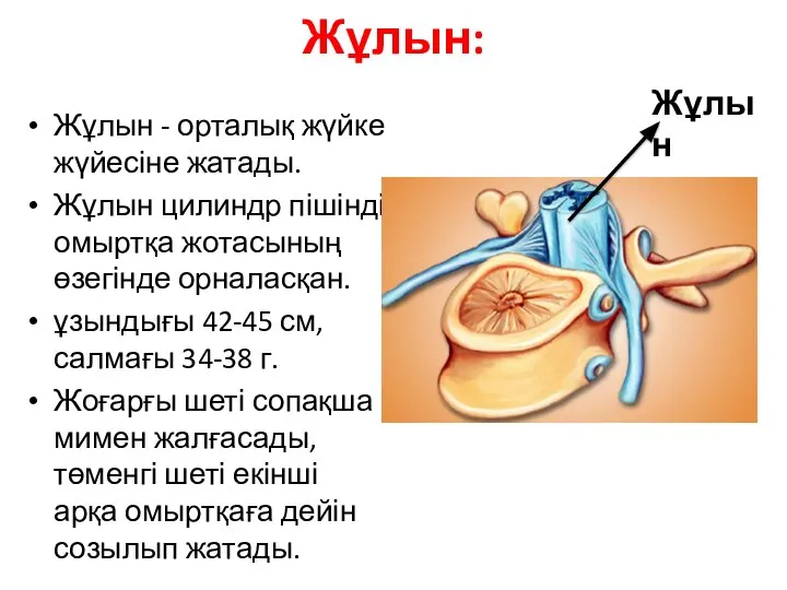 Жұлын: Жұлын - орталық жүйке жүйесіне жатады. Жұлын цилиндр пішінді омыртқа жотасының