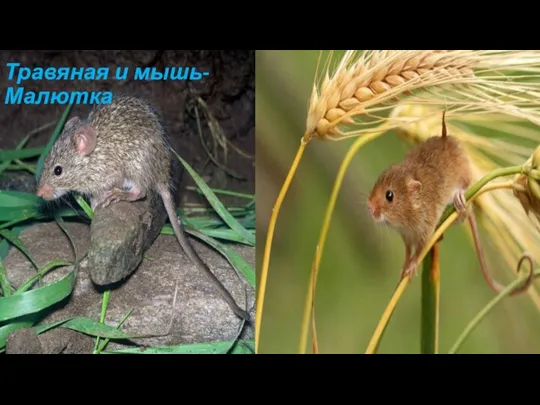 Травяная и мышь-Малютка Травяная и мышь-Малютка