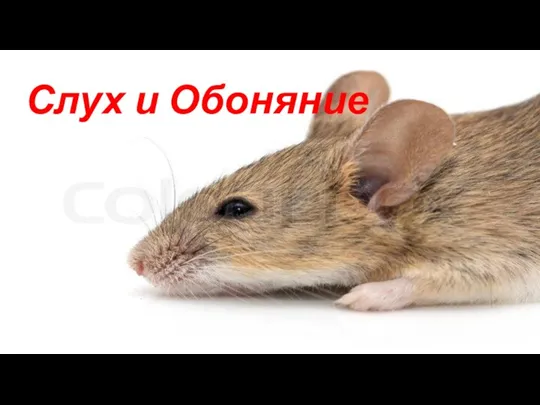 Слух и Обоняние Слух и Обоняние