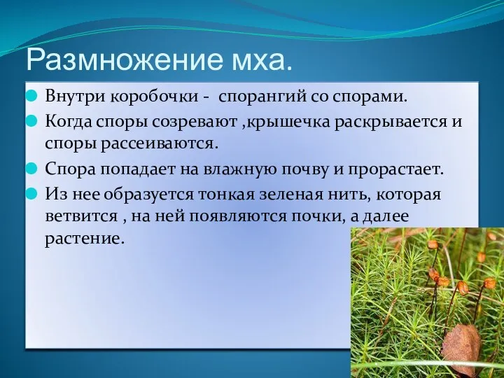 Размножение мха. Внутри коробочки - спорангий со спорами. Когда споры созревают ,крышечка