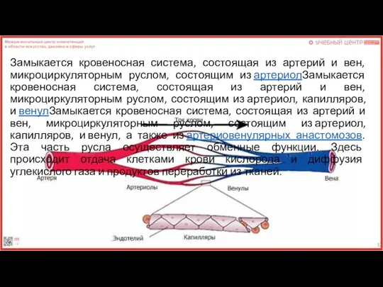 Замыкается кровеносная система, состоящая из артерий и вен, микроциркуляторным руслом, состоящим из