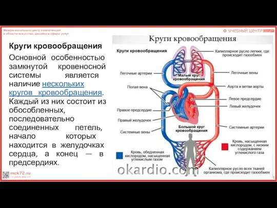 Круги кровообращения Основной особенностью замкнутой кровеносной системы является наличие нескольких кругов кровообращения.