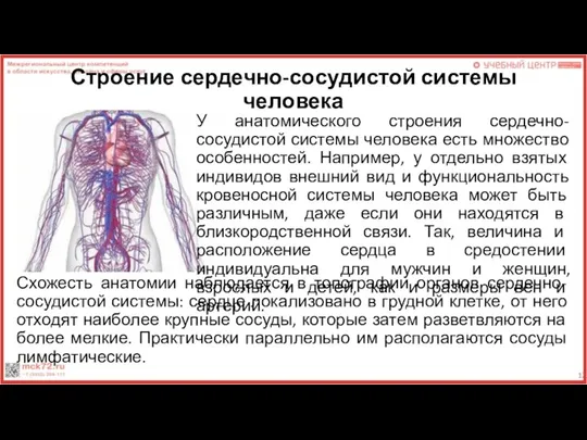 Строение сердечно-сосудистой системы человека У анатомического строения сердечно-сосудистой системы человека есть множество
