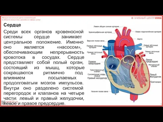 Сердце Среди всех органов кровеносной системы сердце занимает центральное положение. Именно оно