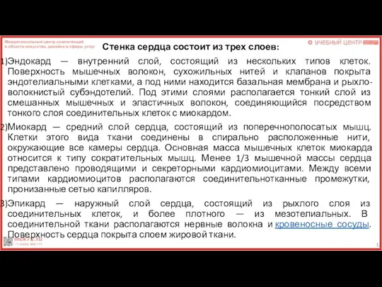 Стенка сердца состоит из трех слоев: Эндокард — внутренний слой, состоящий из