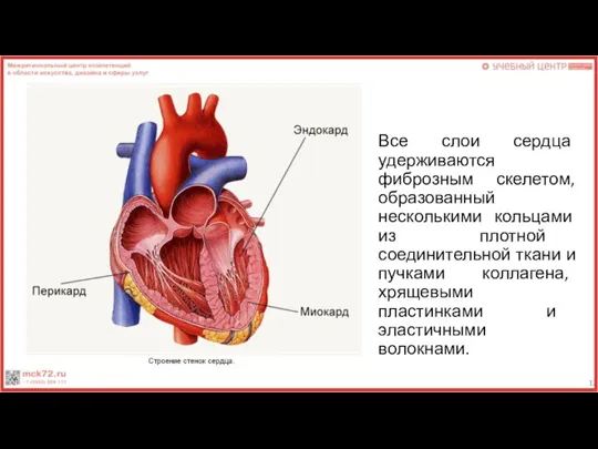 Все слои сердца удерживаются фиброзным скелетом, образованный несколькими кольцами из плотной соединительной