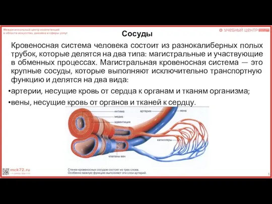 Сосуды Кровеносная система человека состоит из разнокалиберных полых трубок, которые делятся на