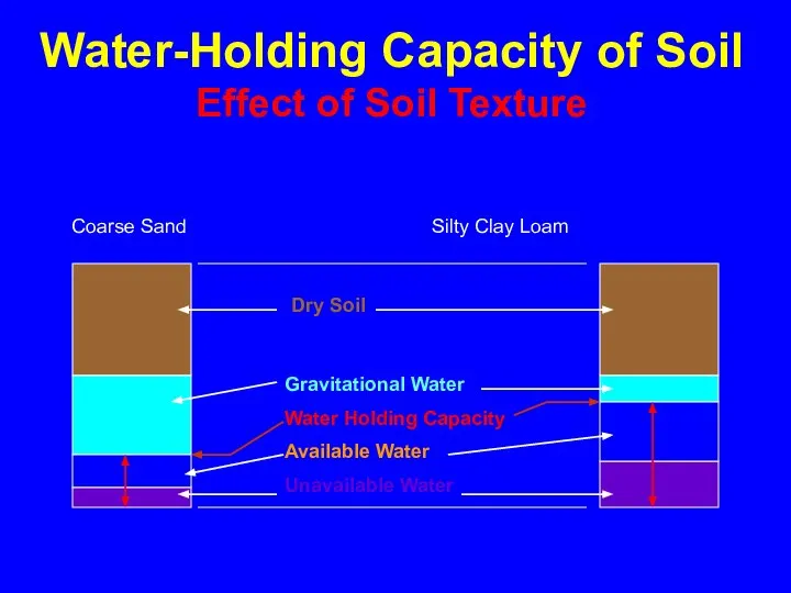 Water-Holding Capacity of Soil Effect of Soil Texture Coarse Sand Silty Clay