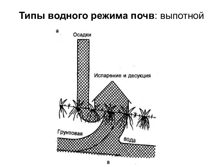 Типы водного режима почв: выпотной