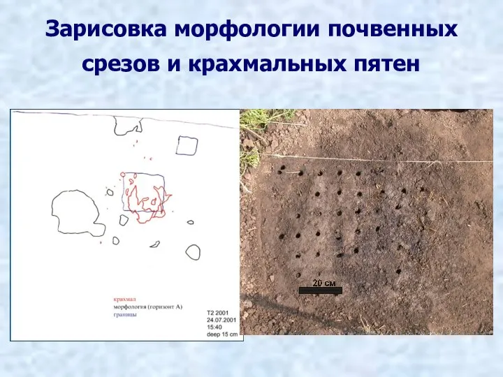 Зарисовка морфологии почвенных срезов и крахмальных пятен