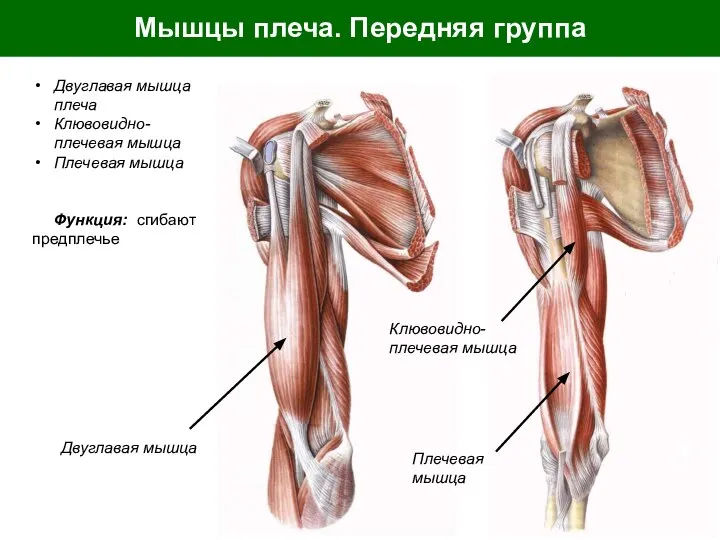 Мышцы плеча. Передняя группа Двуглавая мышца плеча Клювовидно-плечевая мышца Плечевая мышца Функция: