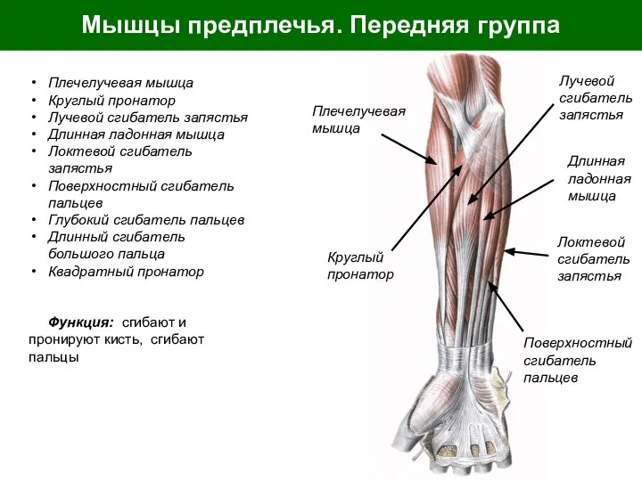 Мышцы предплечья. Передняя группа Плечелучевая мышца Круглый пронатор Лучевой сгибатель запястья Длинная